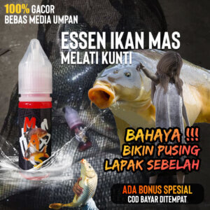 essen ikan mas melati kunti