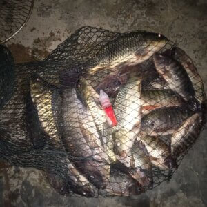 Essen Ikan Mas Melati Kunti – RK Mancing