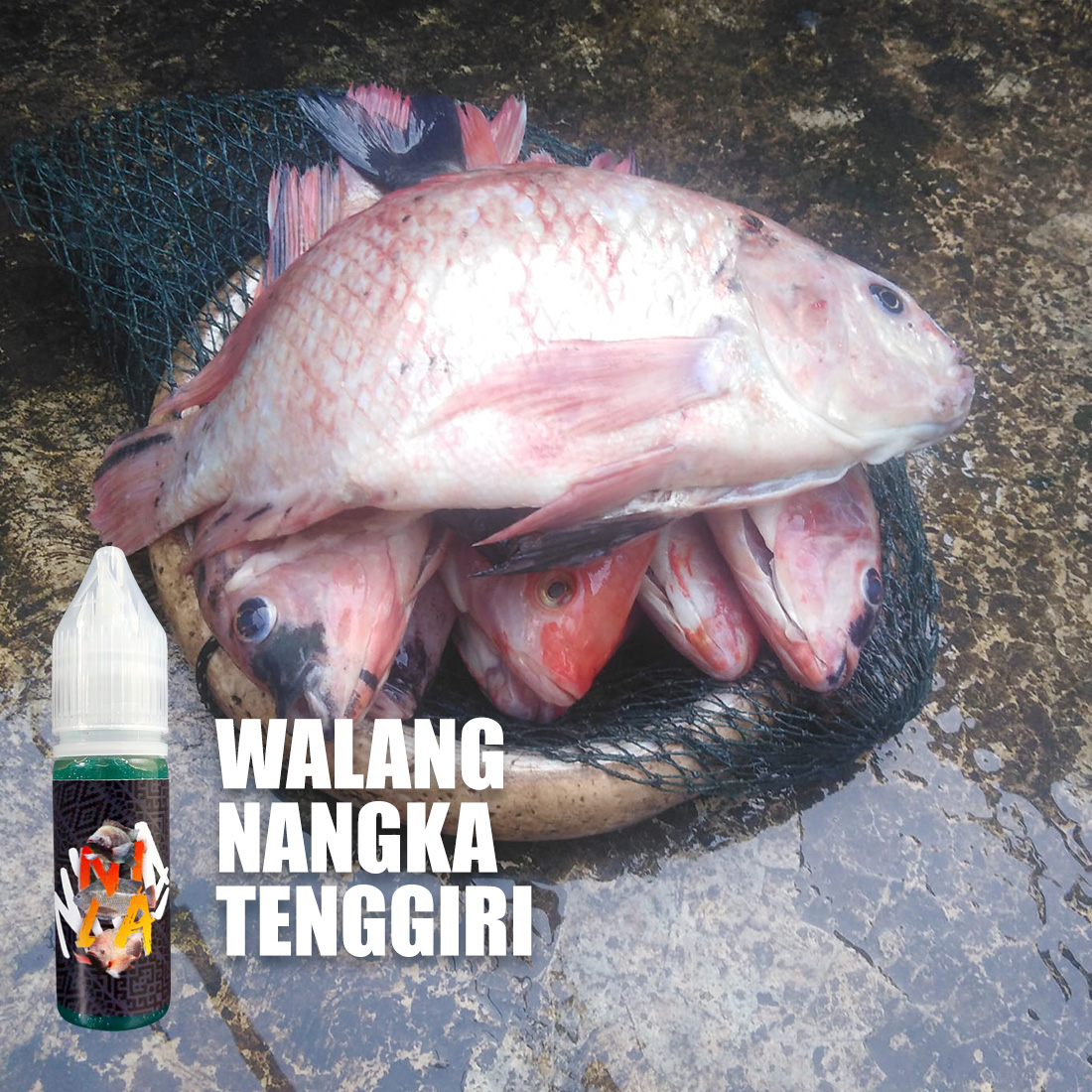 Essen Ikan Nila Walang Nangka - RK Mancing - Image 4