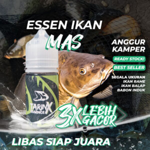 Essen Ikan Mas Anggur Kamper - TarinX Mancing